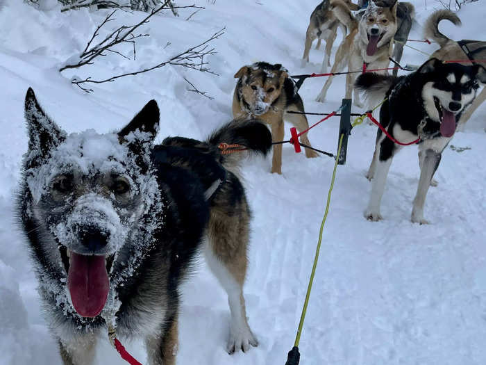 I loved dog sledding in Fairbanks, Alaska. It was exhilarating, plus I was fascinated by the state