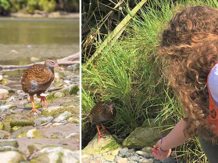 We thought this area of New Zealand was great for spotting wildlife, including unique birds.