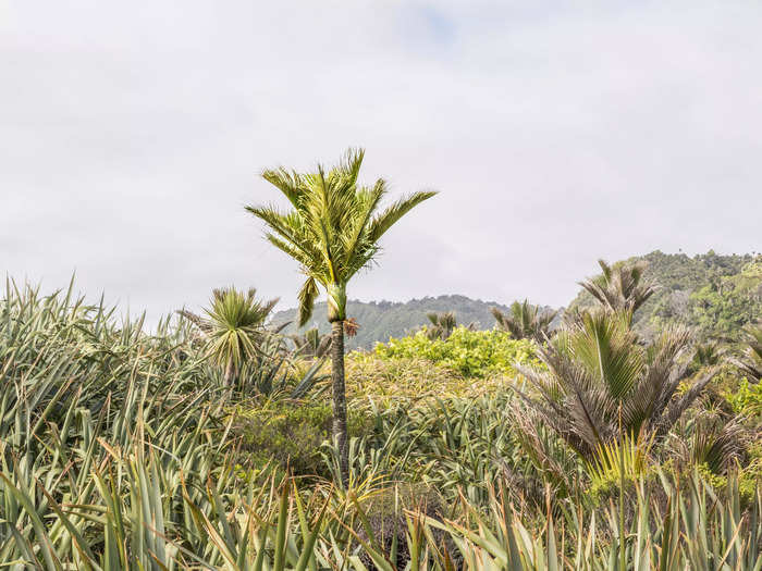 As we traveled up the coast, the forest changed and we could see more flax and palm trees