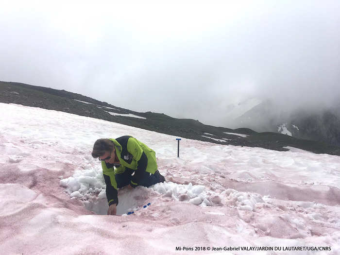 Generally, studying microalgae in the snow and ice can help researchers understand Earth