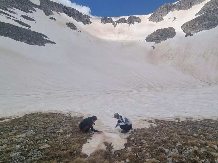 In May, his team hiked to the glaciers to take samples of snow while it was still white. They needed a baseline to compare against later in the summer, once the red algae started blooming.