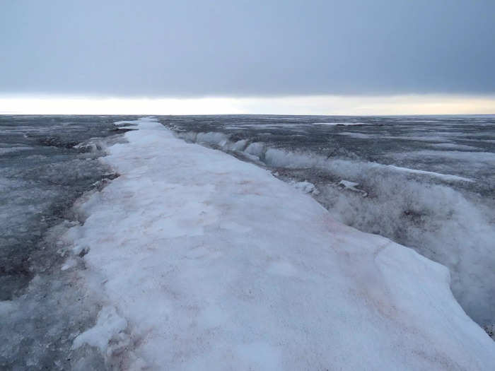 Colorful blooms of snow and ice algae have been documented on glaciers in nearly every continent.