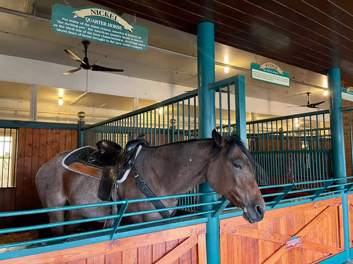 Upon arrival, we were surprised that we could visit the horses before they performed in the show.