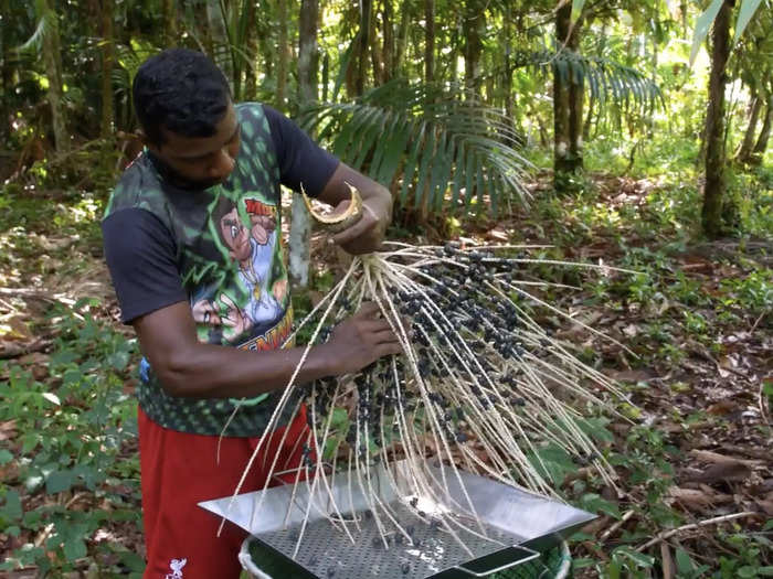 The açaí harvesting industry has recently come under fire for its child labor practices.