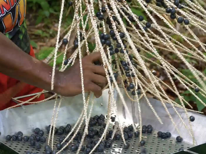 To this day, most açaí in Brazil is harvested by families on small-scale farms.