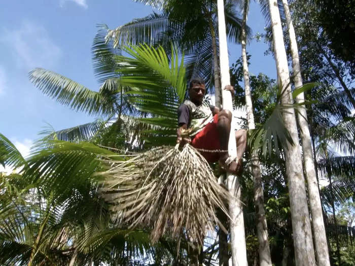 Açaí is harvested in rural areas of Brazil by small farmers, who climb trees to collect the berries.