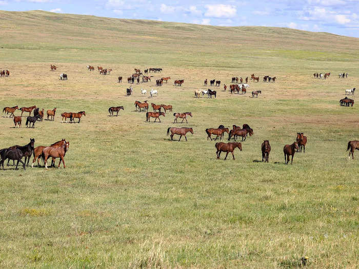 The Bismarck Trail Ranch includes grazing leases that support approximately 2,500 yearlings,1,200 cow/calf pairs and 1,000 wild horses currently on several large pastures, according to the listing.