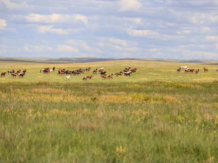 Whitetail, mule deer, and pronghorn antelope can also be found roaming the property.