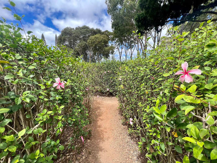 There are tropical plants to admire throughout the maze.