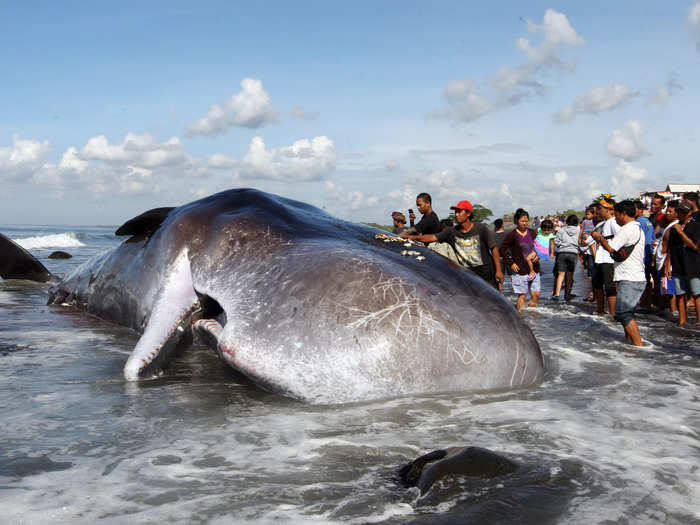 Beached whales and marine life carcasses washed ashore often draw large crowds of people.