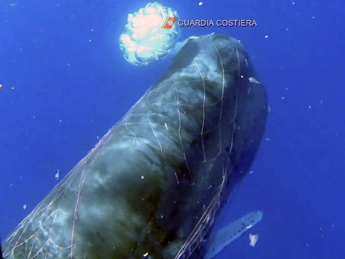 Sperm whales are considered endangered under the Endangered Species Act.