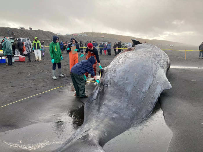 The whale likely died after being struck by a ship at sea and its body floated to shore, experts said.