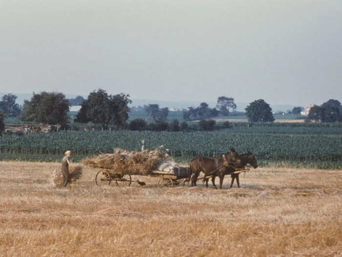 They planted clover in fields and sweetened the earth with lime and gypsum. This meant their yields were large, and they thrived.