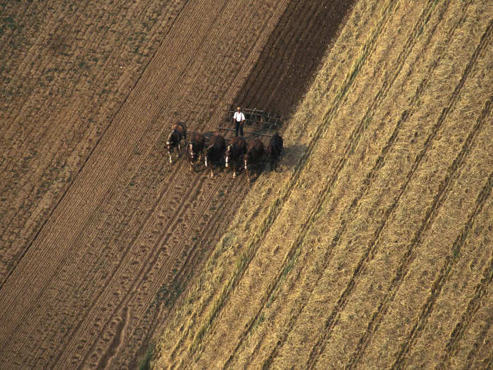 Those genes came from Europe. Before coming to America, and before they were known as the Amish, they were a faction of the Anabaptists and had already proven their farming skills. They rotated crops to get the most out of their soil.