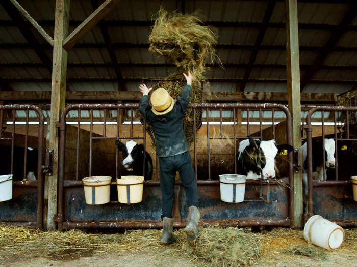 All of this has led to some people, who were fed up with the emptiness of modern life, to try to join the Amish. But it isn