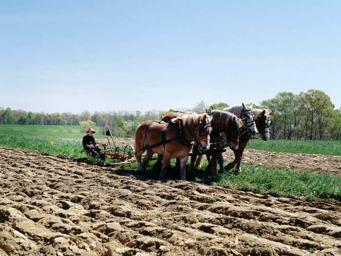 With their plain clothes and horse-drawn carriages, they portray an idealized notion of living off the land.