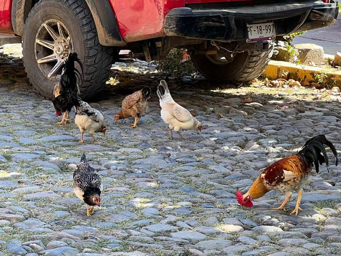 The most raucous nightlife I found in San Pancho were the roosters who crow through the night.