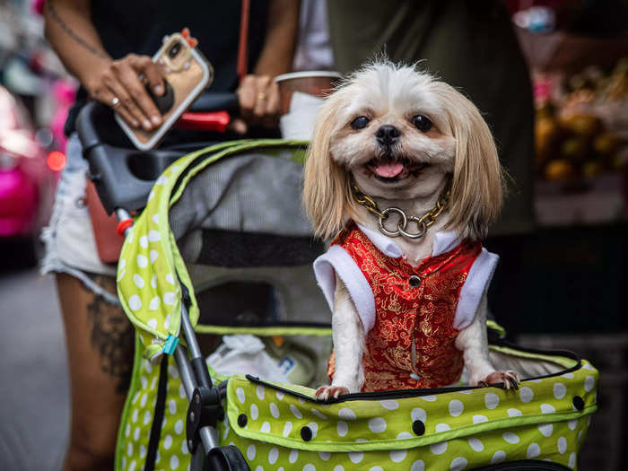 In Bangkok, Thailand, a pet owner took their dog for a stroll and dressed it up for the festivities in traditional attire.