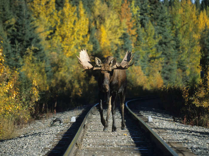 Speaking of elks and moose, the animals are a common sight from the trains