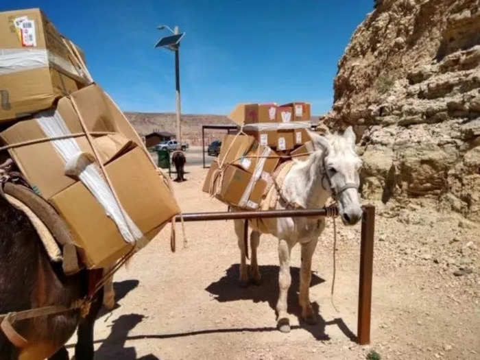Even in dryer climates, animals are still used to deliver mail — like at the bottom of the Grand Canyon in Arizona where mules deliver mail to the native people who live there five days per week.
