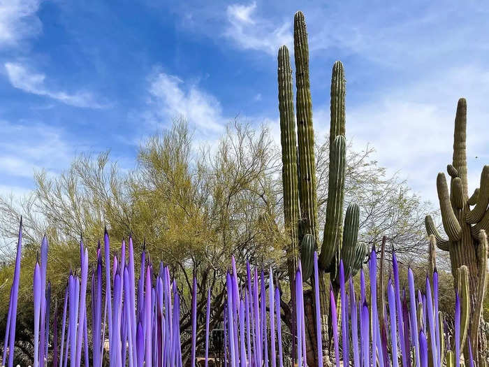 Learn about Sonoran desert plants at the Desert Botanical Garden.