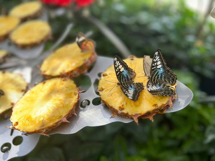 On the lower level, there was fruit laid out and travelers could get up close to the dozens of butterflies feasting away.