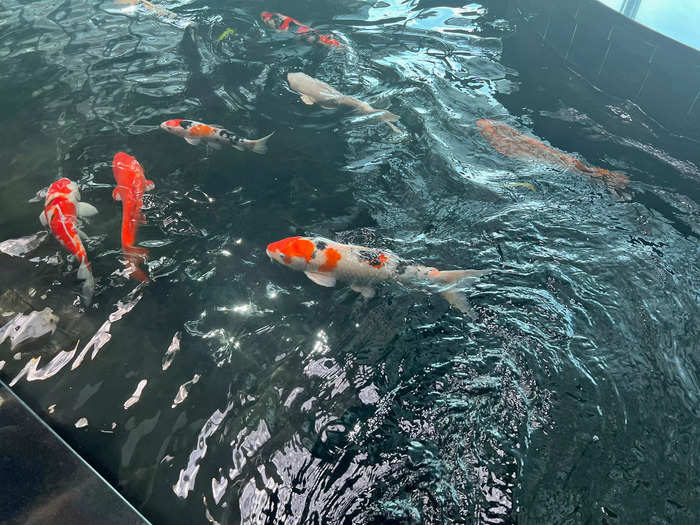 There are several other free things to do inside Changi, including the koi pond…