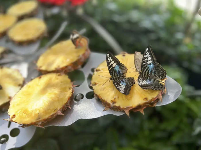 Inside, there are thousands of butterflies that represent some 47 species. I was able to get up close while they feasted on fruit...