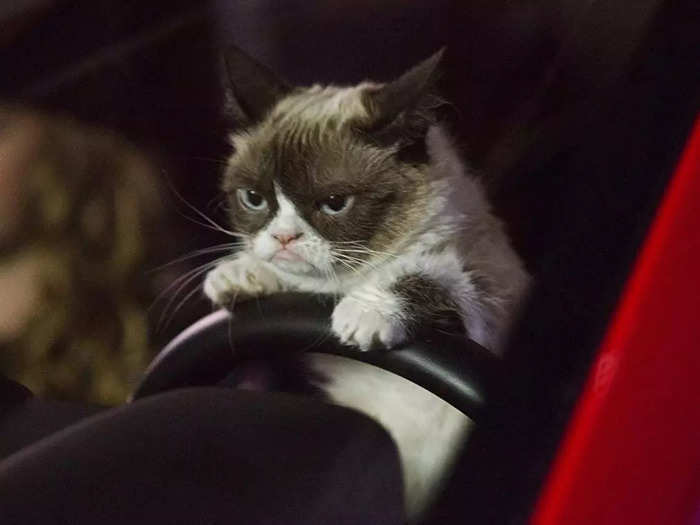 She voiced Grumpy Cat in "Grumpy Cat