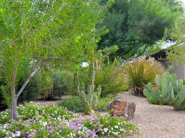 The city is embracing desert landscaping