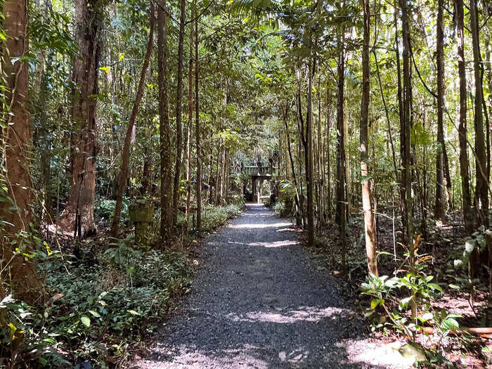 I went deeper into the rainforest and spotted a forest of Kauri pine trees, which José planted years ago. According to our guide, José planted more than 7,000 trees on the property.