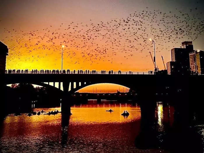 Enjoy a spooky spectacular bat-watching cruise on Lady Bird Lake