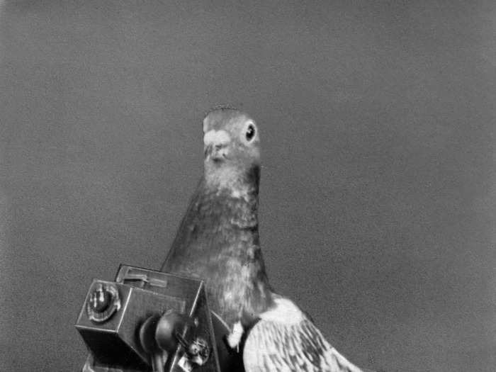 In 1903, a German man named Julius Neubronner attached cameras to pigeons so he could figure out where they were flying. His technique would be copied by the German army during World War I.