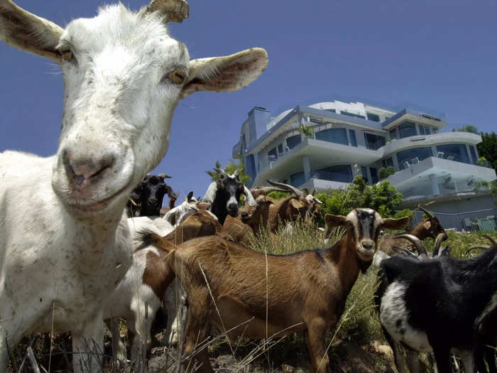 Goats are just one of the methods, although undoubtedly they