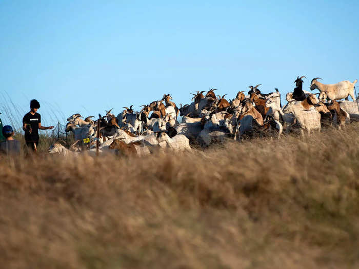 They can also be expensive compared to hiring weed trimmers — except when the grazing is done on a massive scale.