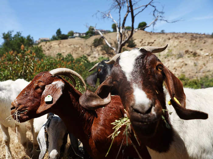 For all of their qualities and their great names, goats alone are not the answer.