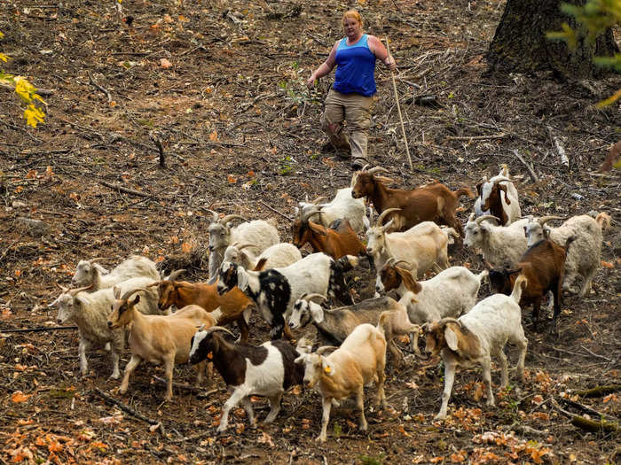 But according to the San Francisco Examiner, the use of goats represents a shift in California