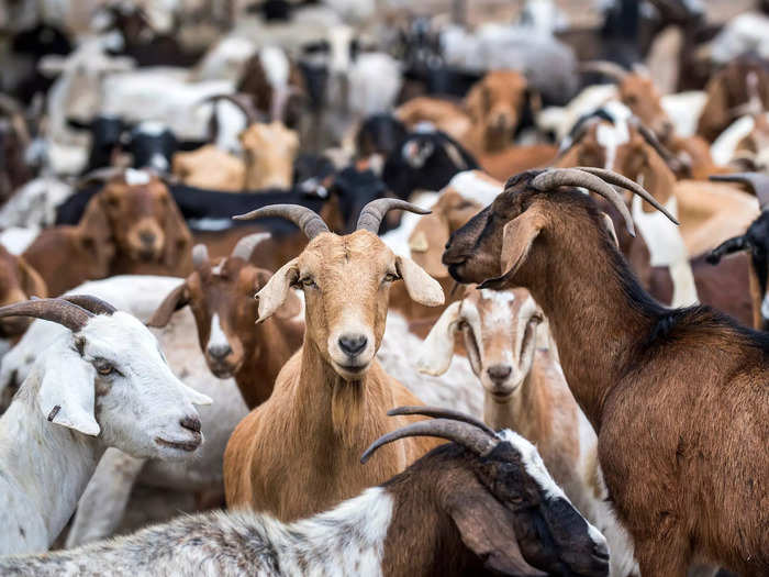 Herds of fire-reducing goats have chewed bush right across California, including in San Francisco, Sacramento, Irvine, Pasadena, Anaheim, and Napa Valley.
