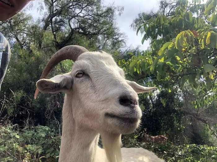 Goats are also carbon-friendly. The only thing they leave behind are their droppings, which serves as a good fertilizer.