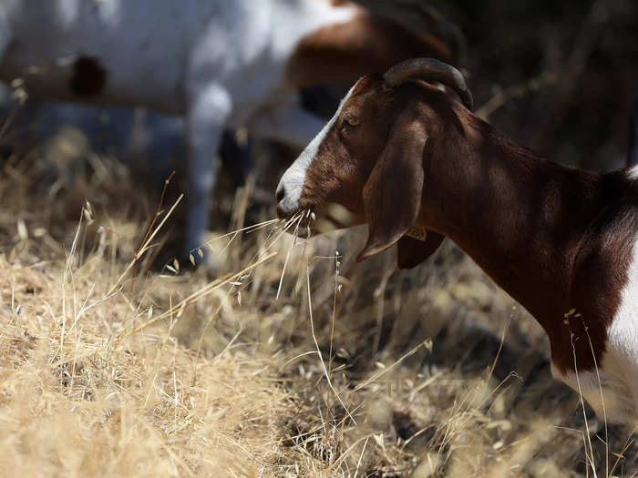 Brea McGrew, who had a herd of goats working across Oakland, Berkeley, Monterey, and Malibu since as early as 1991, told the Smithsonian Magazine: "They like their food right at eye level. At home, the goats ignore the wonderful green grass and look longingly at the scruffy taller stuff beyond the fence."