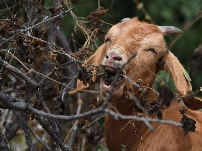 Goats have a secret, fire-fighting weapon — their hunger. Their metabolism is unusually high, according to City Grazing executive director Genevieve Church.
