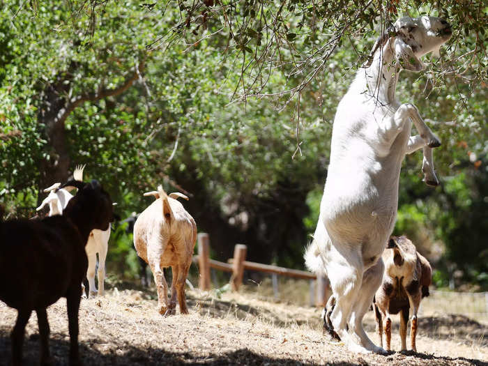 Goats have become a mainstay for fire prevention. It takes about 100 goats to graze over an acre in a day. They thin down plant coverage, making it harder for fires to spread.