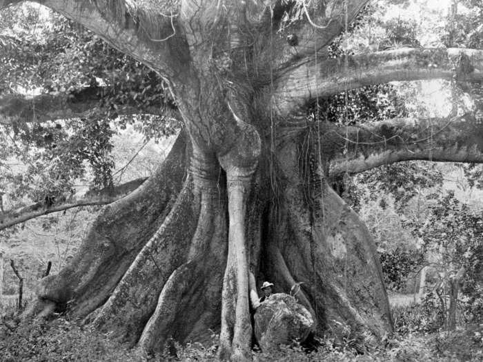 But their plans were discovered, and nine rebels, including the leader Cudjoe, were hanged. His head was placed in a tree as a cautionary tale to other enslaved people.