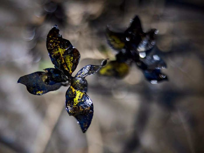 The spill has also leaked into mangrove areas, further complicating the clean-up.