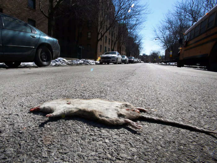 If nothing else, New Yorkers can reassure themselves that it could be worse — they could live in Chicago, which, according to pest control company Orkin, was the most rat-infested city in the US last year.