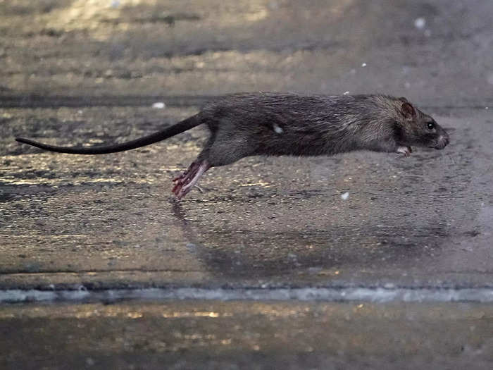 The situation in New York deteriorated during the pandemic. Rats took to the streets in what looked like increasing numbers as more garbage was left out — and for longer — due to outdoor dining regulations and fewer garbage collections.