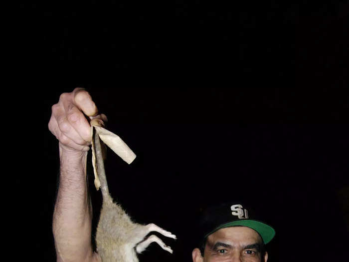 Some individuals, like Manuel Rodriguez, known by his neighbors as "M-Rod," have taken to killing rats on their own. But these are local efforts to solve a citywide problem.