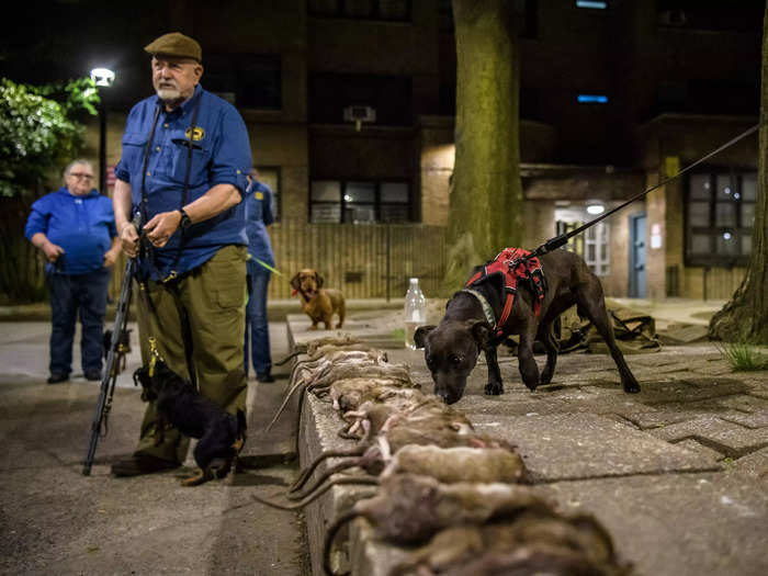 Over the years, concerned residents have also formed organizations to hunt rats using trained dogs.