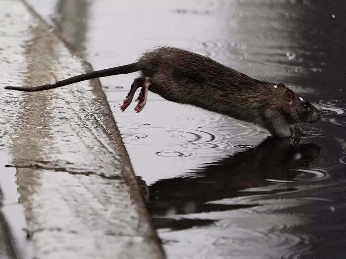 The other factor was climate change. Rats don