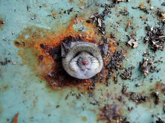 The widest part of the brown rat is the skull, meaning if its head can fit into a hole or space, it can — and will — get in there.